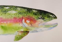 Portrait of a Rainbow Trout